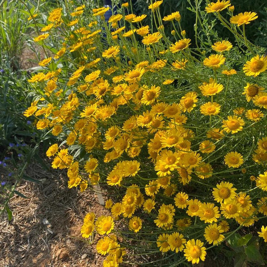 Dyer's Chamomile Live Plant 3.5" Pot - Golden Marguerite (Anthemis tinctoria) - Full Sun Perennial for Zones 3-7