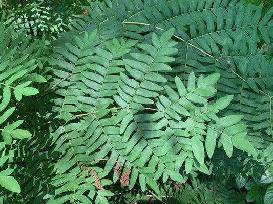 Royal Fern Live Plant - Bareroot - Osmunda regalis - Native Fern for Moist Soils and Shade Gardens