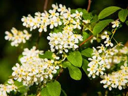 Edible Berry Fruit Tree 1-2 ft Hackberry (Celtis occidentalis) - Hardy Urban Shade Tree for Wildlife & Ecosystem Gardening