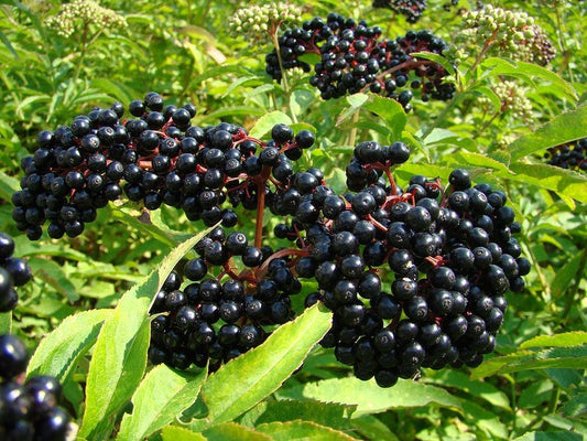 Common Elderberry Starter Plant 8-18" - Sambucus canadensis - Bareroot Elderberry Plant for Garden & Landscaping