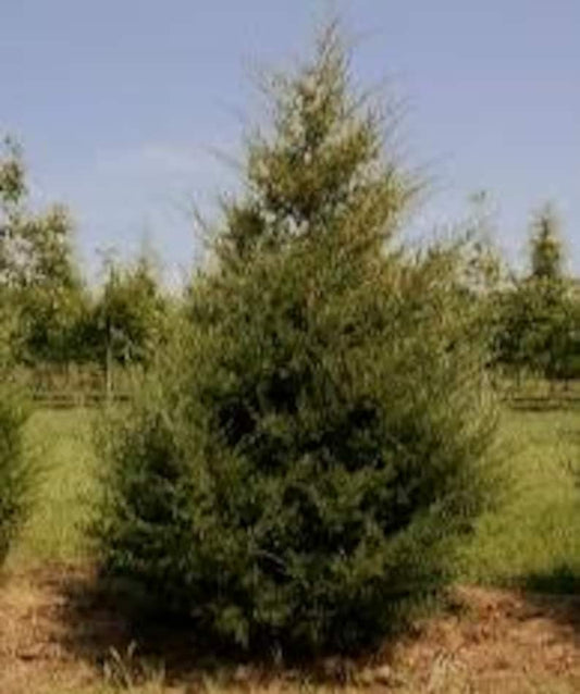 Eastern Red Cedar Plant in Quart Pot - Juniperus virginiana - Native Evergreen Conifer for Zones 2-9, Ideal for Landscaping