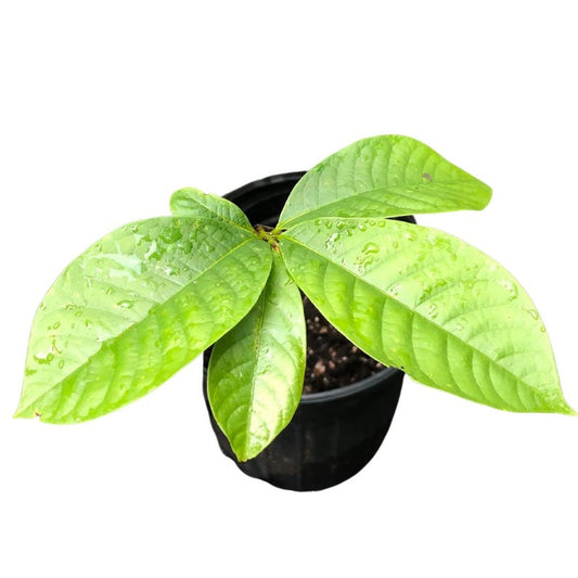 Pawpaw Seedling 12-18" Tall Asimina triloba | Hardy Edible Fruit Tree for Landscape | Native Plant by Smoke Camp Crafts