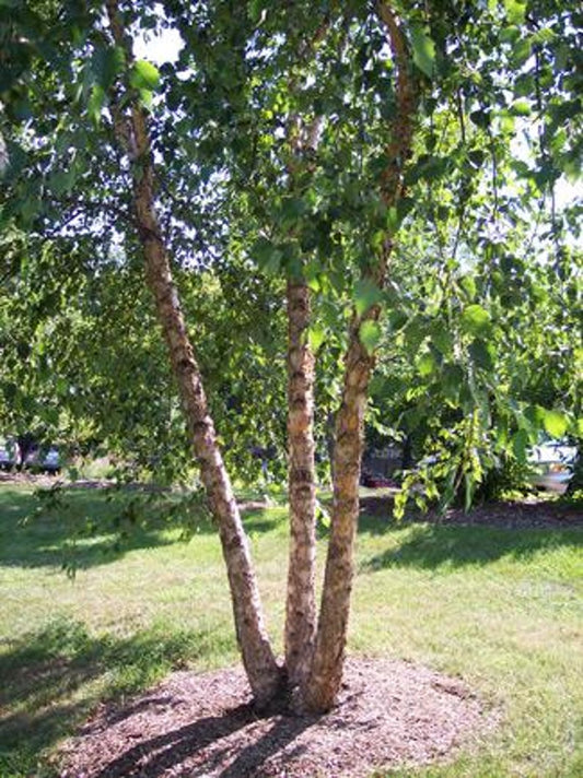 Copper Birch Tree 3-Pack 2-3 Foot Fast Growing Betula nigra Unique Cinnamon Exfoliating Bark