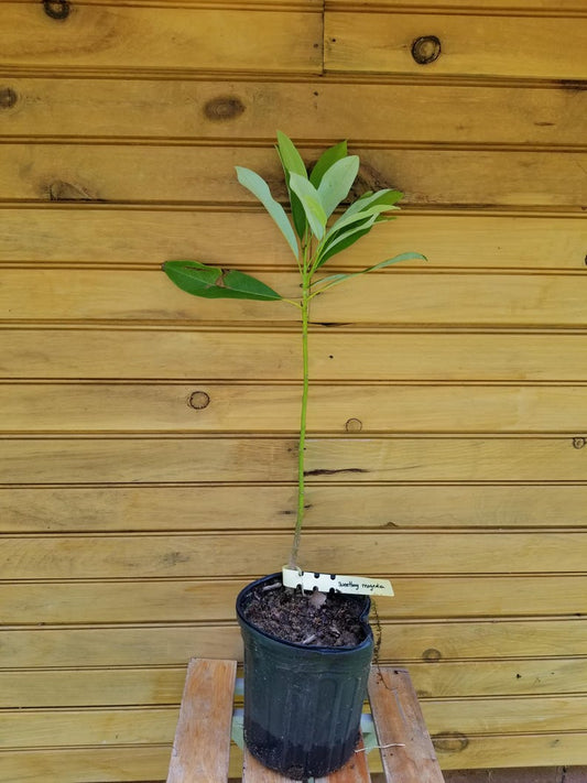 Sweetbay Magnolia Trees - 5 Live 6"-12" Seedlings - Magnolia virginiana - Ornamental, Pollinator-Friendly, Spring Blooms
