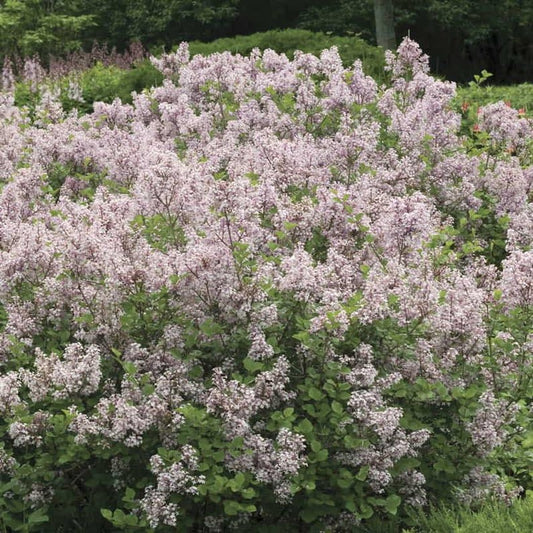 Dwarf Korean Lilac Bare Root Plant - Syringa meyeri, 8-12" Tall, Reblooming Summer Blooms, Hardy Zones 3-7