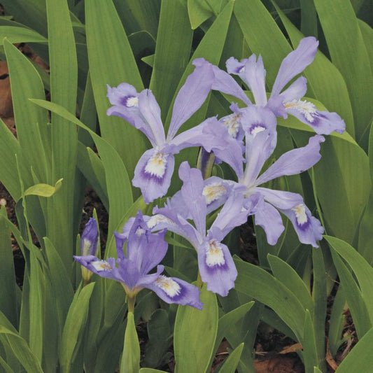 Dwarf Crested Iris - 5 Small Bareroot Plants - Native Perennial - Iris cristata