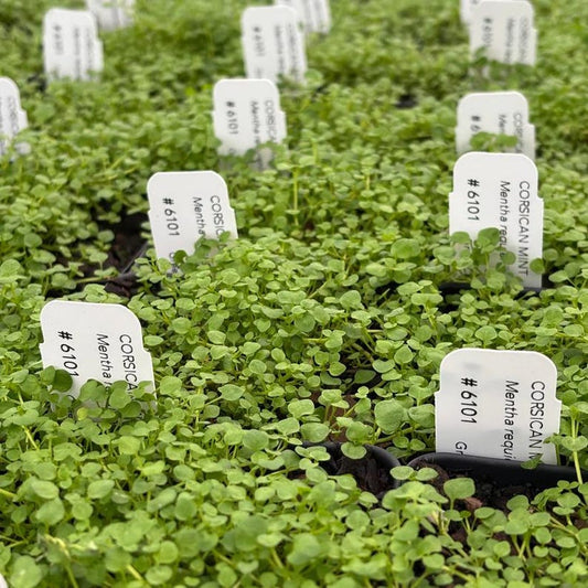 Corsican Mint Live Plant 3.5” Pot - Mentha requienii - Aromatic Ground Cover for Part to Full Shade - Zones 7-10