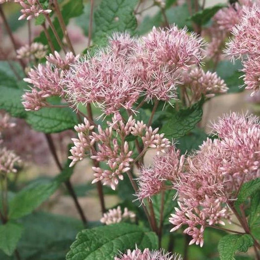 Coastal Joe Pye Weed Live Plant 4" Pot, 'Little Joe', Eutrochium dubium, Full Sun, Native to Eastern North America