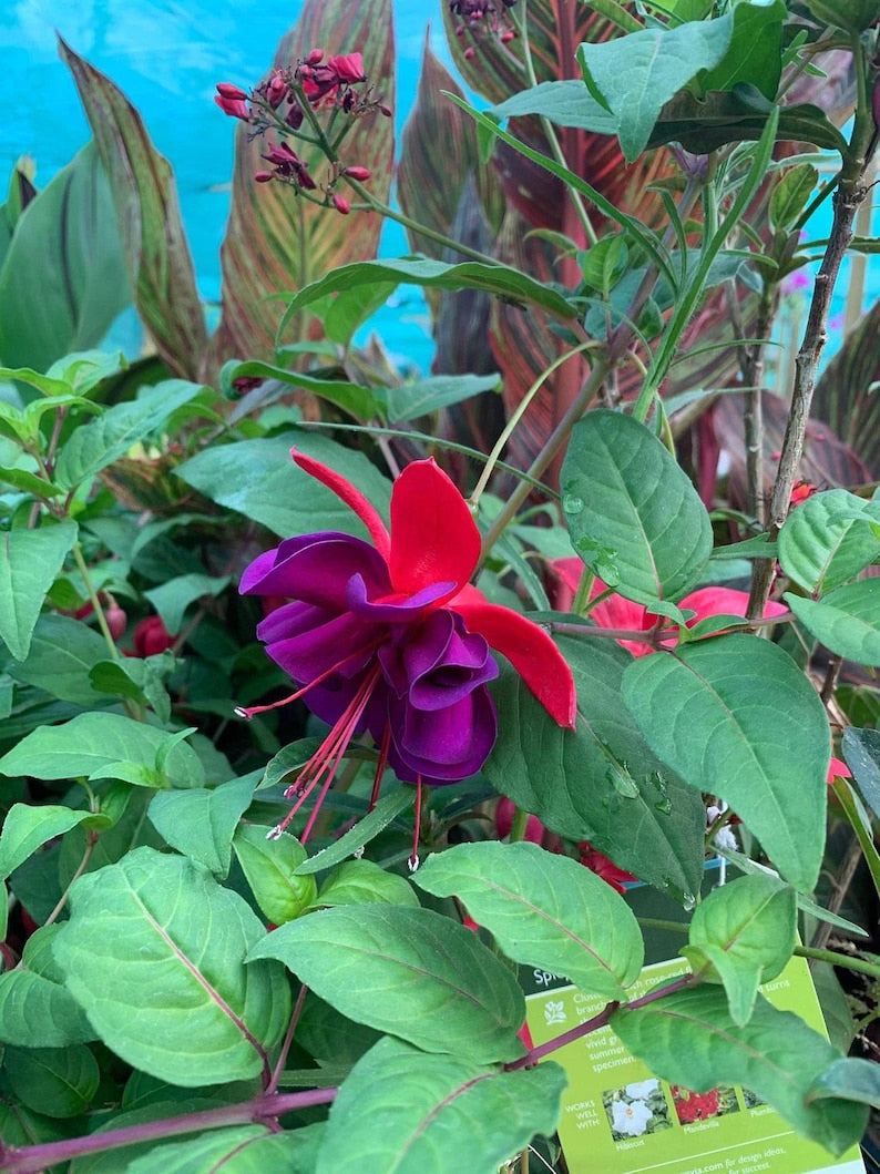 Fuchsia Voodoo Live Plant in 6" Pot - Edible Berries, Bright Red & Purple Flowers, Evergreen Shrub (Fuchsia spp.)