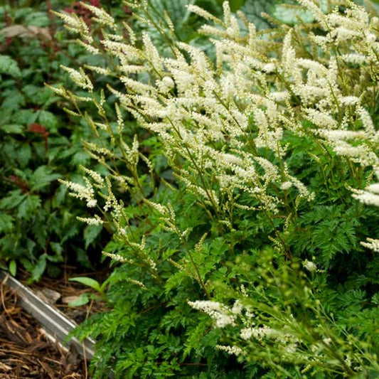 Dwarf Goatsbeard Plant - Bareroot Fresh Divisions - Aruncus aethusifolius - Perennial Ground Cover