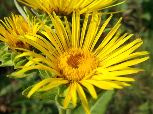Elecampane Plant - Bareroot Division - Inula helenium - Fresh Medicinal Herb for Gardens