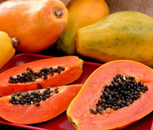 Dwarf Strawberry Papaya Plant - 7" Healthy Plant in 4" Pot - Carica papaya, Sweet Fruit, Container-Friendly, Fast-Growing