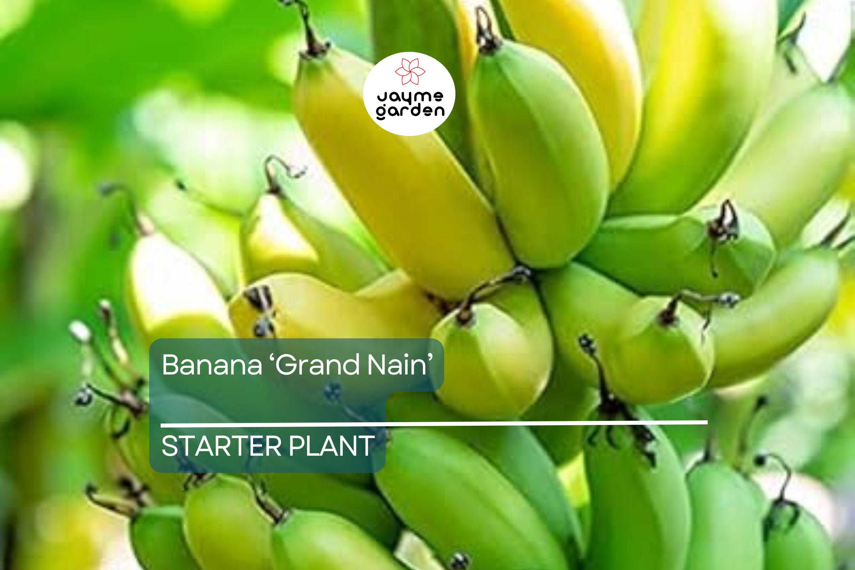 Banana 'Gran Nain' Musa Starter Plant | Live Organic Plant | Hardy, Hi ...