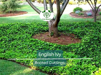 5 English Ivy Bare Root Live Plants 3" – Hedera helix for Ground Cover, Living Fence, Patio Greenery, Lawn & Garden Vines