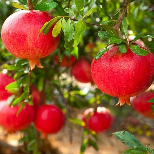 Super Rare Eversweet Pomegranate Cuttings (Punica granatum ‘Eversweet’) – 3 Fresh Scions for Rooting or Grafting – Nearly Seedless