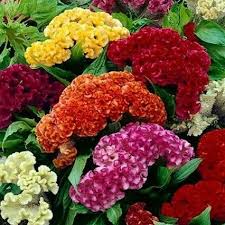 500 Seeds Celosia Cristata Mixed Cockscomb, Non-GMO, Dried Flowers, Cutflowers, Colorful Garden Blooms, Ideal for Arrangements & Decoration