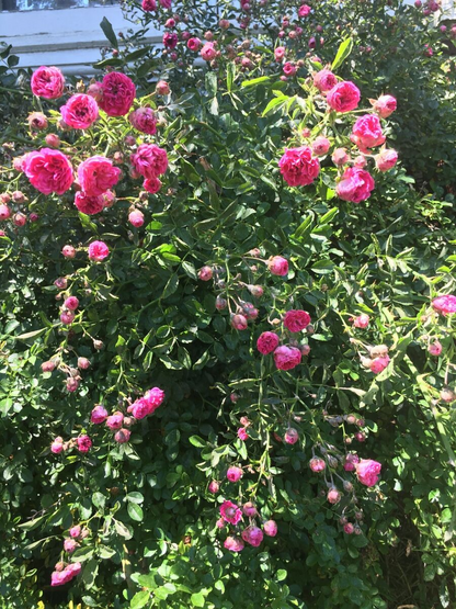 8 Unrooted Cuttings Southern Climbing Rose Heirloom Pink Blooms Fast Growing