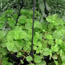 1 Creeping Charlie Friendship Plant - Live Plant, Pilea Nummulariifolia, Ground Cover, Easy Care, Indoor Outdoor, Unique Trailing Vine