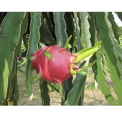 Robles Red Dragon Fruit Cuttings - 2 Pcs (8-10"), Self-Pollinating, Fast-Growing Pitaya, Tropical Fruit Plant, Exotic Cactus, Easy Care