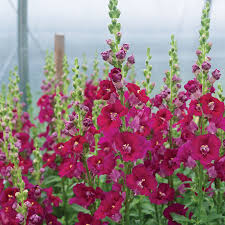 Chantilly Purple Snapdragon Seeds (Antirrhinum majus) | 1000 Seeds | Tall, Fragrant Purple Blooms for Garden & Cut Flowers