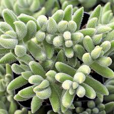Crassula Mesembryanthemoides ‘Moonglow’ | 1 Live 2-4" Bare Root Succulent | Fuzzy Leaves, Compact Growth, Rare Easy-Care Plant