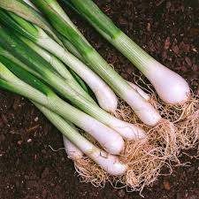 200 Evergreen Bunching Onion Seeds – Allium fistulosum – Heirloom, Fast-Growing, Mild Flavor, Great for Salads & Cooking, Non-GMO