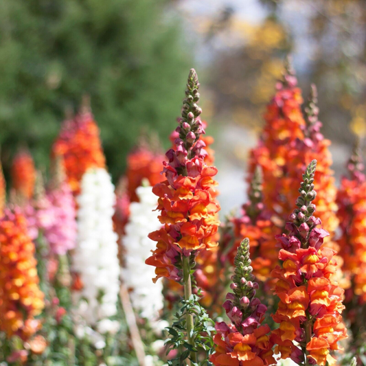 Antirrhinum majus Passion Red Mix Snapdragon Seeds – 1000+ Bold Red Blooms for Garden & Cut Flowers