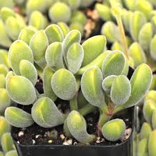 Crassula rogersii ‘Velvet Club’ | 1 Live Bare Root Succulent | Fuzzy, Club-Shaped Leaves, Unique Texture, Easy-Care Houseplant