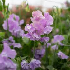 Ethel Grace Sweet Pea Seeds – 50+ Soft Lavender Blooms – Climbing Vine for Trellises, Bouquets, Cottage Gardens & Floral Borders – USA