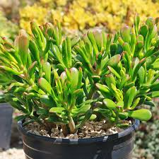 Crassula Ovata ‘Hobbit Jade’ | 1 Bare Root 2-4” Plant | Money Tree, Ogre’s Ear, Unique Bonsai Succulent, Easy-Care Houseplant