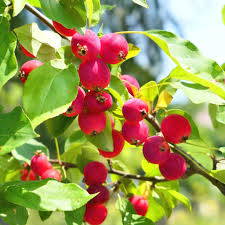 Candymint Crabapple Seeds - 25+ Seeds for Garden Planting - Malus coronaria - USA