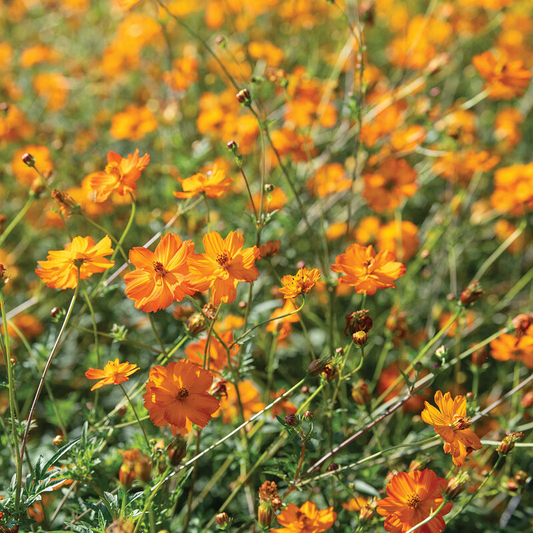 Bright Lights Cosmos Seeds - Non-GMO, Red/Orange/Yellow Blooms, Attracts Pollinators, Fast Growing, USDA Zones 2-10,