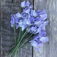 Charlie's Angel Sweet Pea Seeds – 50+ Soft Blue Blooms – Climbing Vine for Trellises, Bouquets, Cottage Gardens & Floral Borders – USA