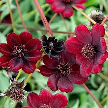 Cosmos atrosanguineus Chocolate Cosmos Seeds – 200+ Velvety Dark Blooms with Sweet Cocoa Scent