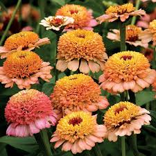 Zinderella Peach Zinnia Seeds – 100+ Double Peach Blooms – Romantic Garden Flower for Cut Bouquets, Cottage Borders & Pollinator Beds – USA