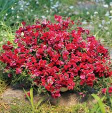 Candy Showers Mix Snapdragon Seeds (Antirrhinum majus) | 1000+ Seeds | Cascading Blooms for Gardens & Hanging Baskets