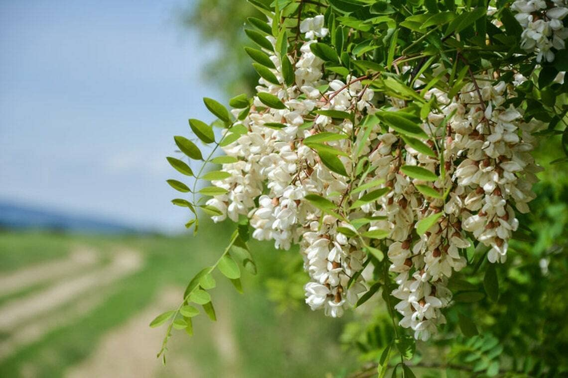 1 Flowering Black Locust Tree (Robinia pseudoacacia) Live Bare Root Pl ...
