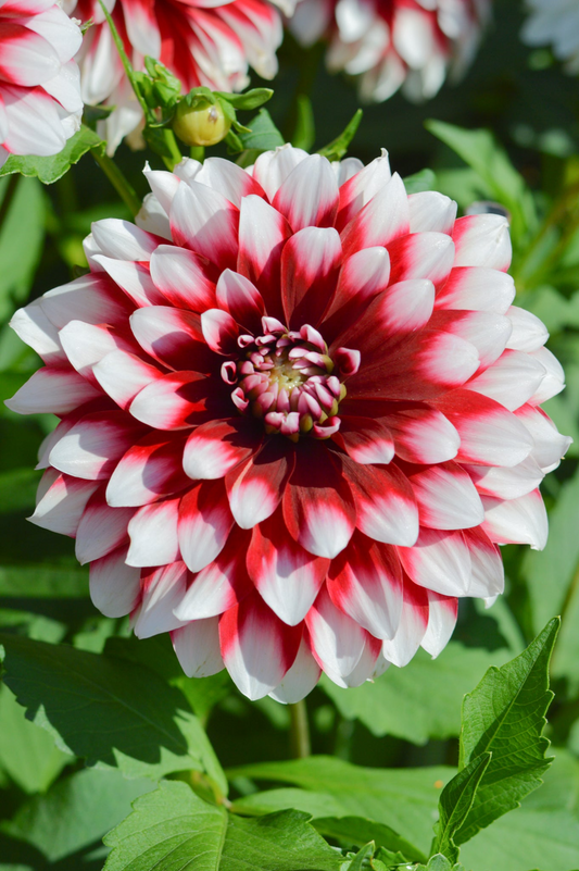 Dahlia Duet Tuber - Red & White Large Blooms, Perfect for Borders and Bouquets, USDA Zones 3-10