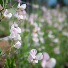 Enigma Sweet Pea Seeds – 50+ Pale Lavender & Ivory Blooms – Climbing Vine for Trellises, Bouquets, Cottage Gardens ,Floral Arches – USA