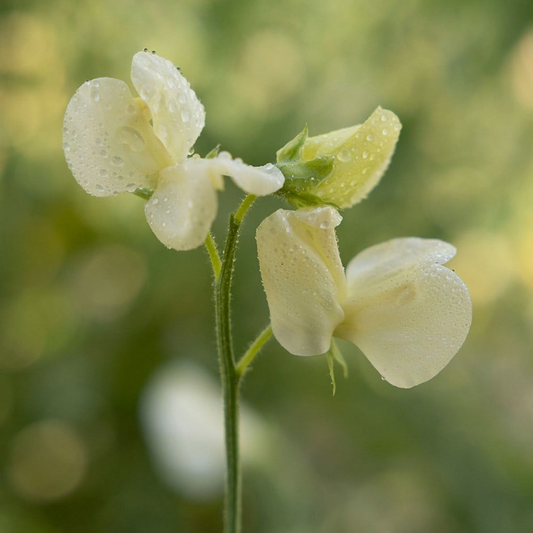 Primrose Sweet Pea Seeds – 50+ Seeds – Rare Pale Yellow Blooms for Trellises, Cottage Gardens, Cut Flowers & Borders – USA