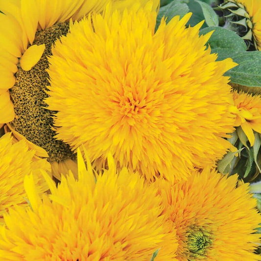 50pcs Rare Yellow Enchanting Giant Teddy Bear Sunflower Seeds – Bold Yellow Blooms, Giant Flowers, Easy to Grow