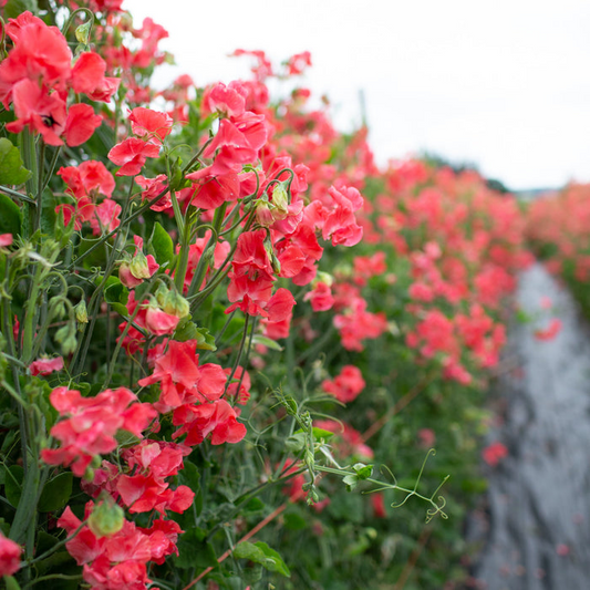 Edith Flanagan Sweet Pea Seeds – 50+ Deep Pink Blooms – Climbing Vine for Trellises, Bouquets, Cottage Gardens & Floral Borders – USA