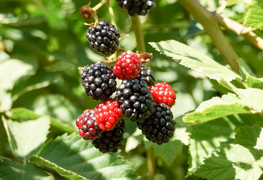 1 Live Bare Root Starter Plant Apache Thornless Blackberry Plant, Rubus, High-Yield Fruit Producer