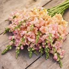 Chantilly Light Salmon Snapdragon Seeds (Antirrhinum majus) | 1000+ Seeds | Tall, Peachy-Salmon Blooms for Garden & Cut Flowers