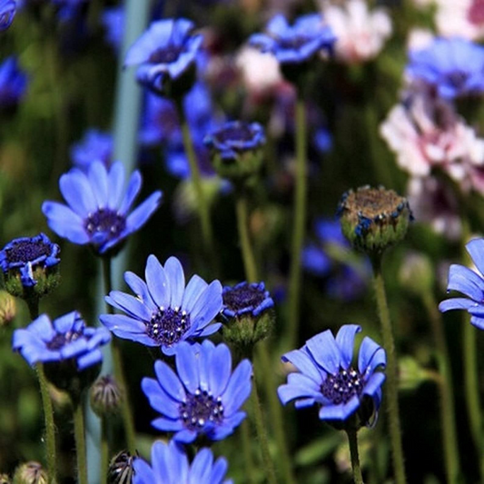 50 Seeds Daisy The Blues Felicia Heterophylla, Blue Flowers, Heirloom, Non-GMO, Pollinators, Perennial, Garden, Wildflower, Easy to Grow