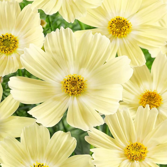Lemonade Cosmos Seeds – 200+ Soft Yellow Blooms – Easy-to-Grow Annual for Cottage Gardens, Cut Flowers, Pollinators & Borders – USA