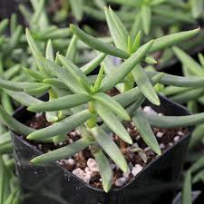 Crassula Tetragona ‘Pine Tree’ | 1 Live 2-4" Bare Root Succulent | Mini Pine-Like Growth, Drought-Tolerant, Easy-Care Houseplant