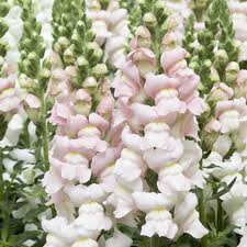 Costa Silver II Snapdragon Seeds (Antirrhinum majus) | 1000+ Seeds | Soft Silvery-Lavender Blooms for Garden & Cut Flowers