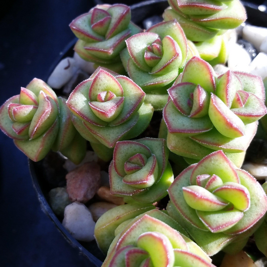 Crassula Perforata Variegated ‘String of Buttons’ | 2 Bare Root 1" Live Succulents | Stacked Leaves, Easy-Care, Unique Trailing Plant