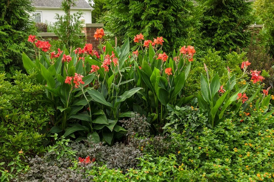 Canna Lily Orange Wyoming | 1 Live Bulb | Tall Flowering Plant with Purple Burgundy Leaves | Tropical, Fast-Growing, Perennial